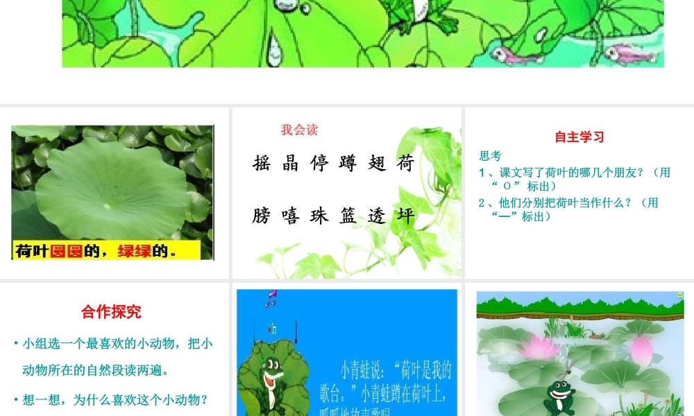 荷叶圆圆课件2