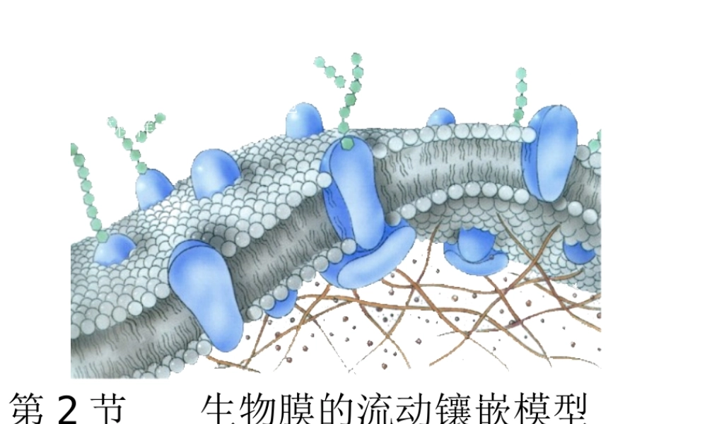 生物膜的流动镶嵌模型修改后