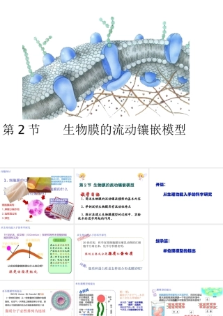 生物膜的流动镶嵌模型修改后