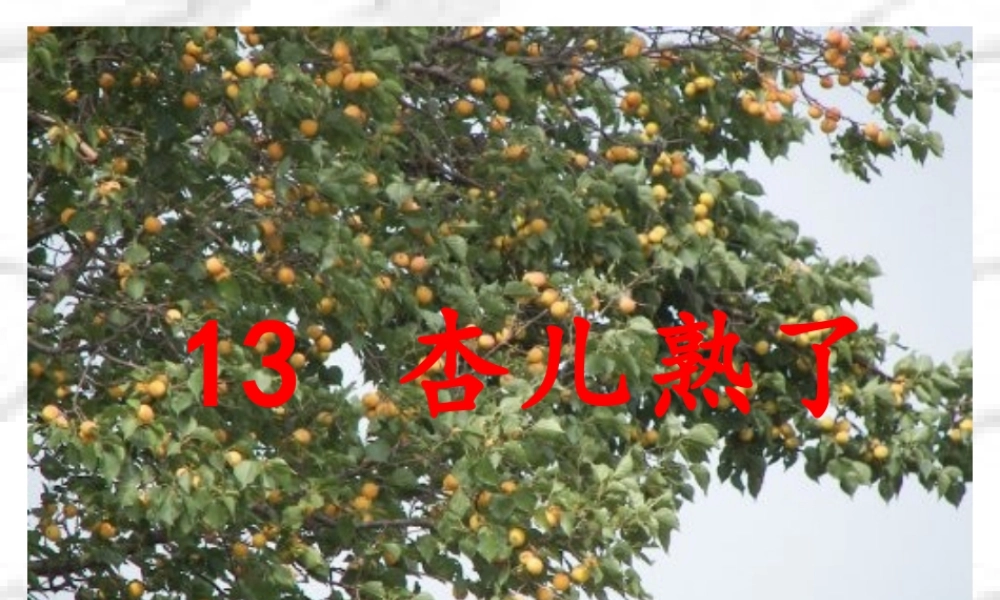 杏儿熟了第二课时