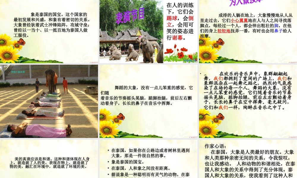 公开课与象共舞