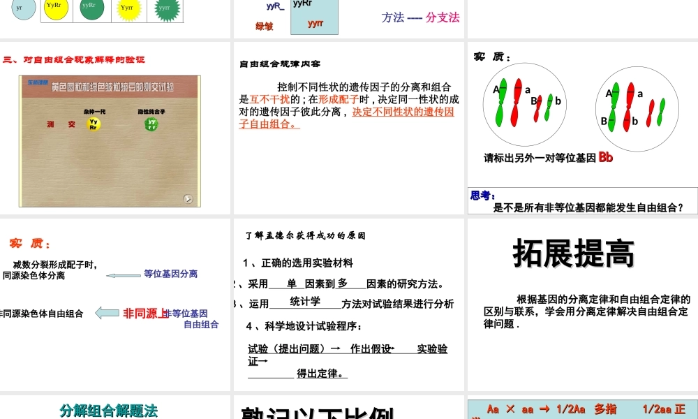 孟德尔豌豆杂交实验二_自由组合定律2