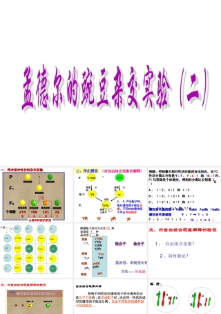 孟德尔豌豆杂交实验二_自由组合定律2