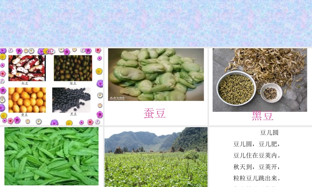 《豆儿圆》课件