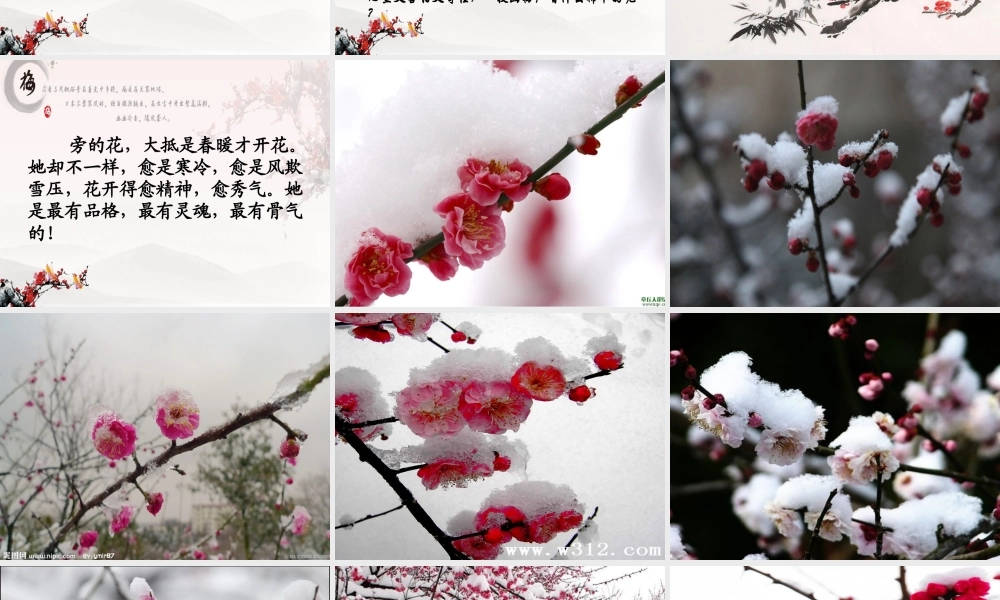 梅花魂优秀课件2