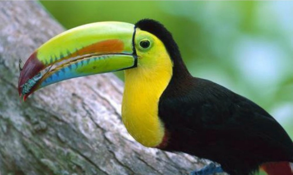 苏教版五年级上册语文习作二