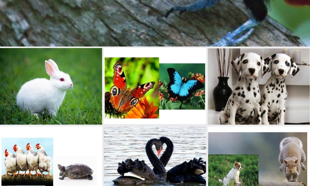 苏教版五年级上册语文习作二