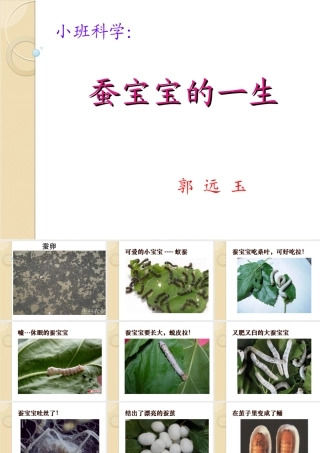 蚕宝宝的一生