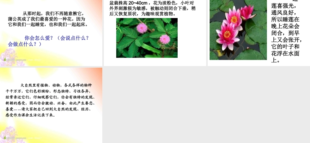 金色的草地(2)