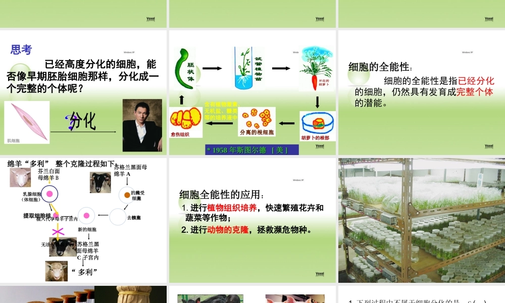 人教版必修一第六章第二节细胞的分化（共17张PPT）