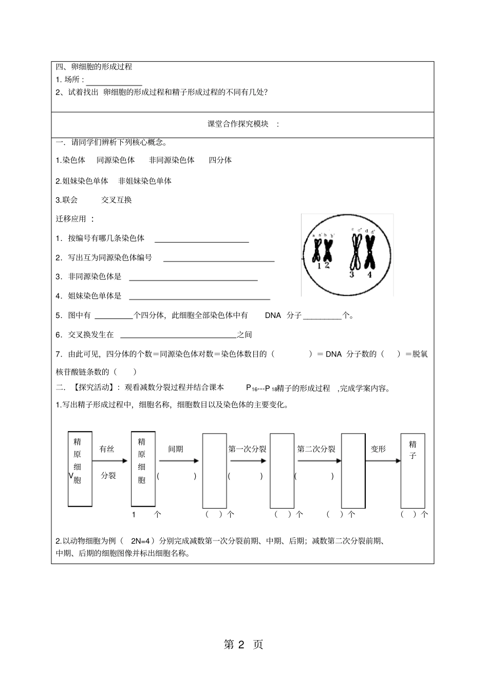 减数分裂和受精作用学案_第2页