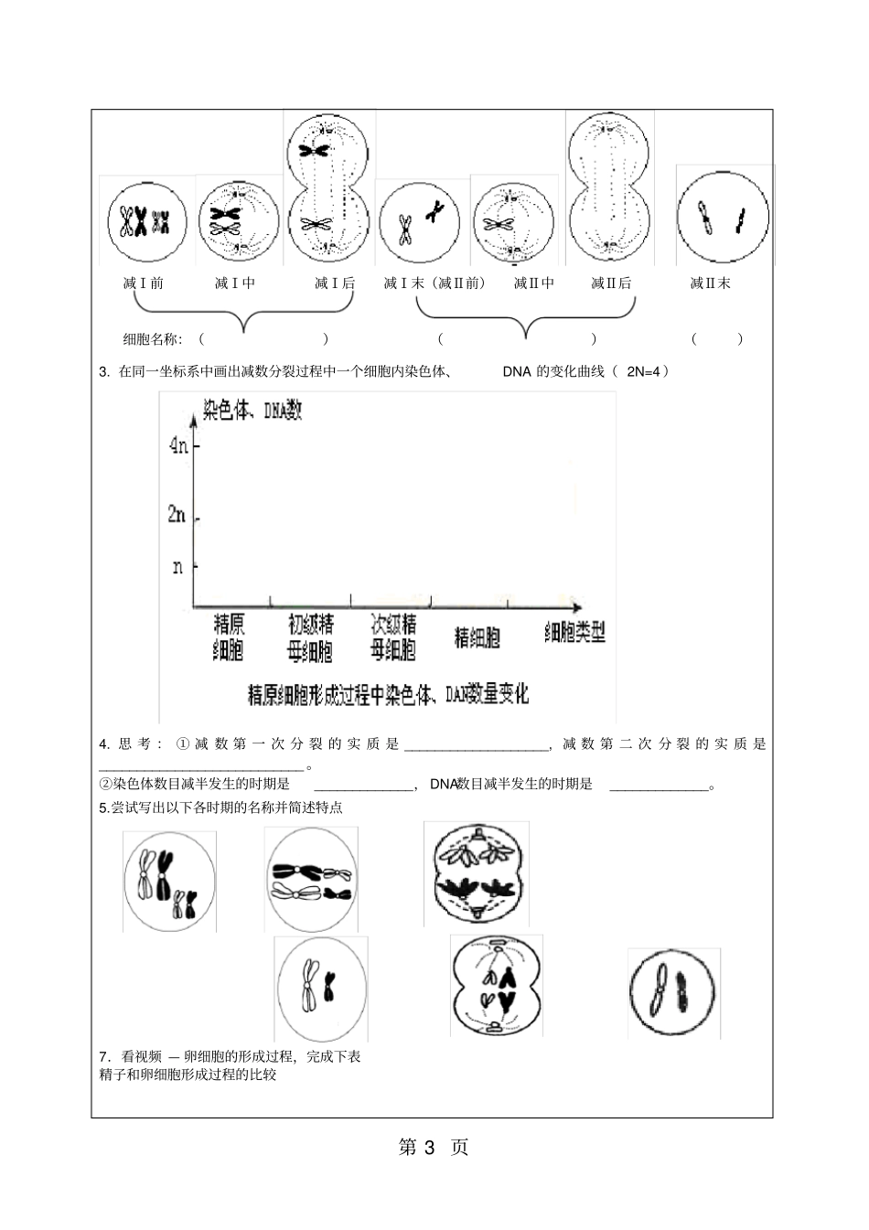 减数分裂和受精作用学案_第3页