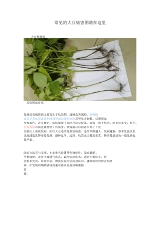 常见的大豆病害图谱在这里
