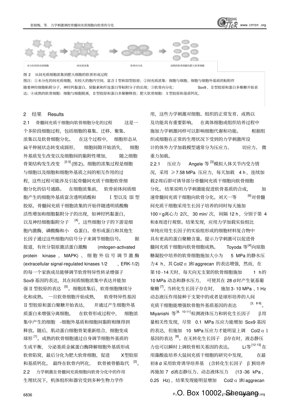 力学刺激调控骨髓间充质细胞向软骨的分化汇总_第3页