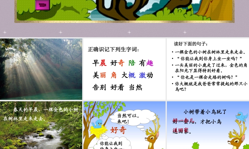 《会走路的树》教学课件