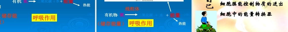 第二章____细胞生活第一节细胞的生活需要物质和能量