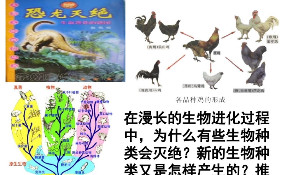 第三节生物进化的原因课件