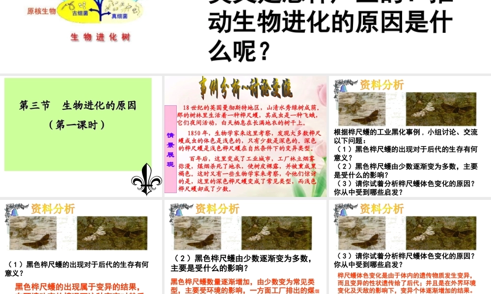 第三节生物进化的原因课件