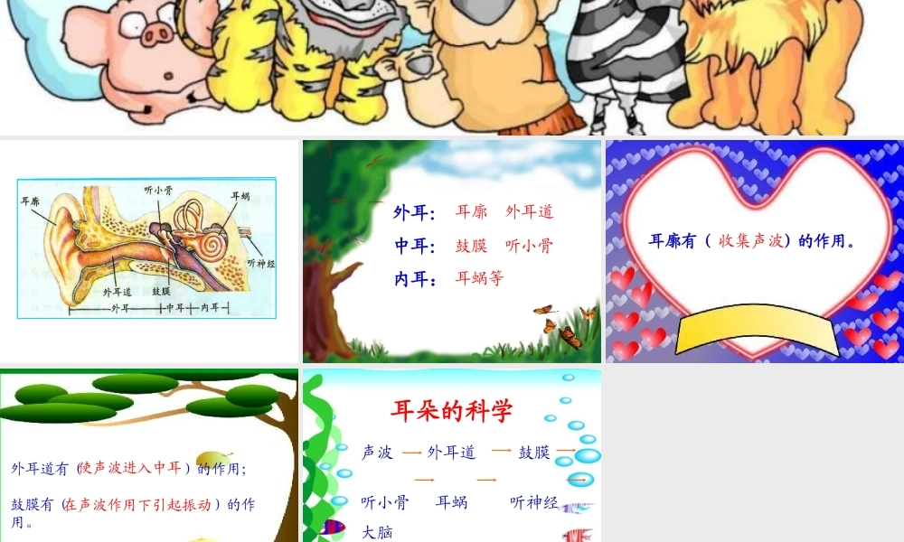 小学科学耳朵的构造