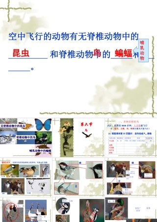 第六节鸟(好)