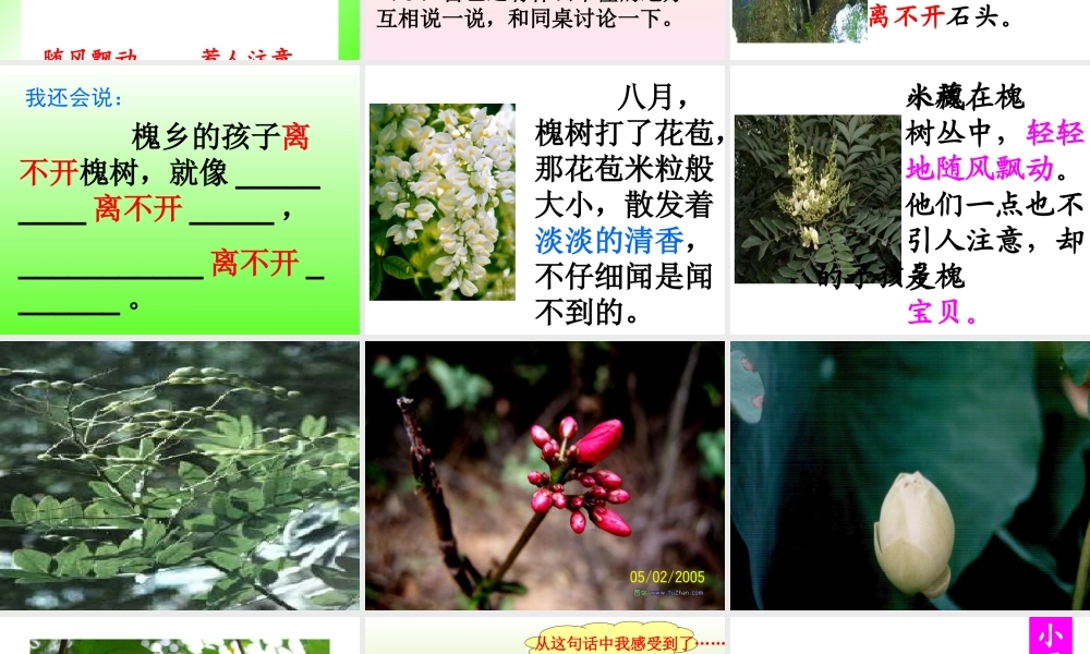 槐乡的孩子课件