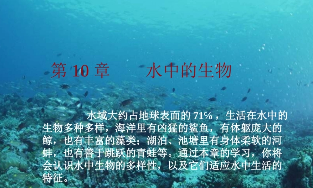 水中的动物第一课时