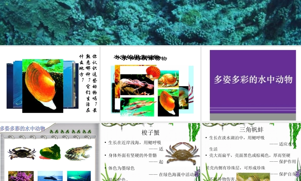 水中的动物第一课时