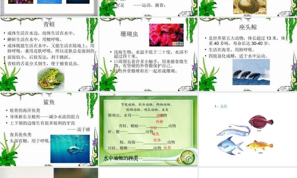 水中的动物第一课时