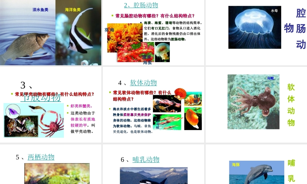 水中的动物第一课时