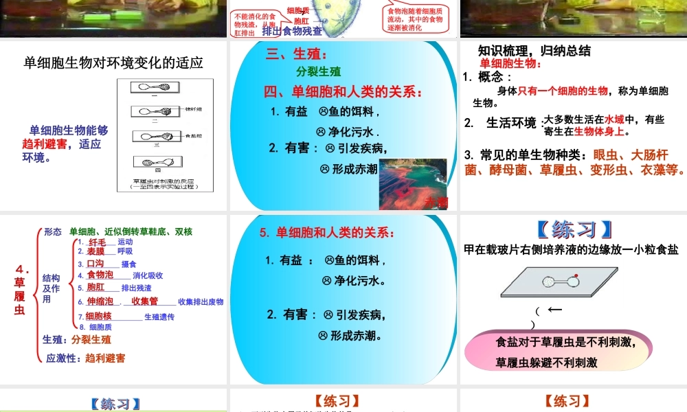 单细胞生物（新）