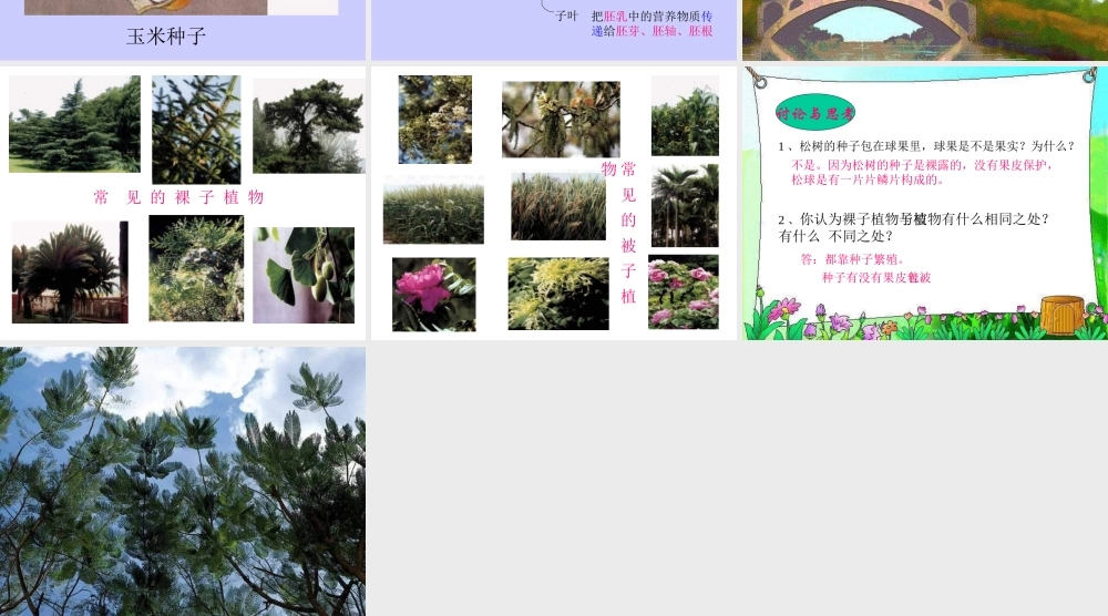 七年级生物种子植物