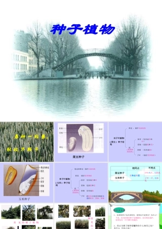 七年级生物种子植物