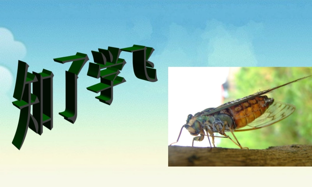 《知了学飞》教学课件