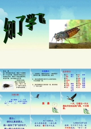 《知了学飞》教学课件