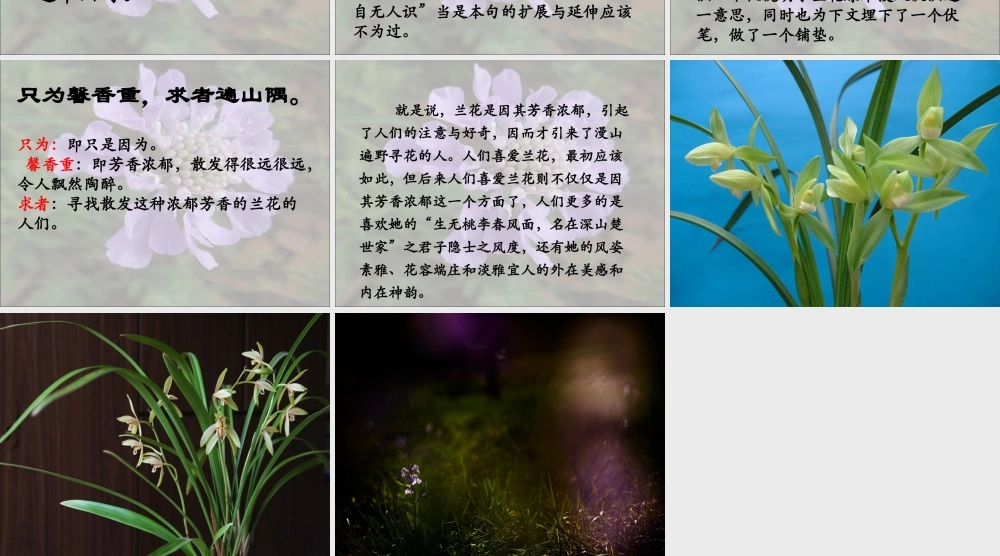 《幽兰》教学课件