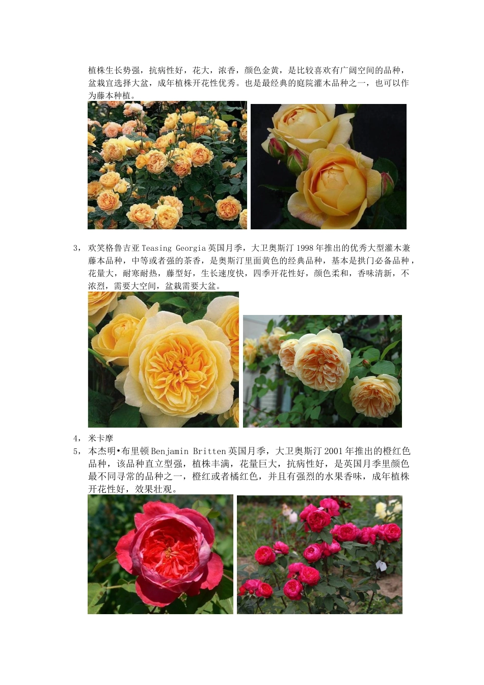 XXXX年月季品种整理_第2页