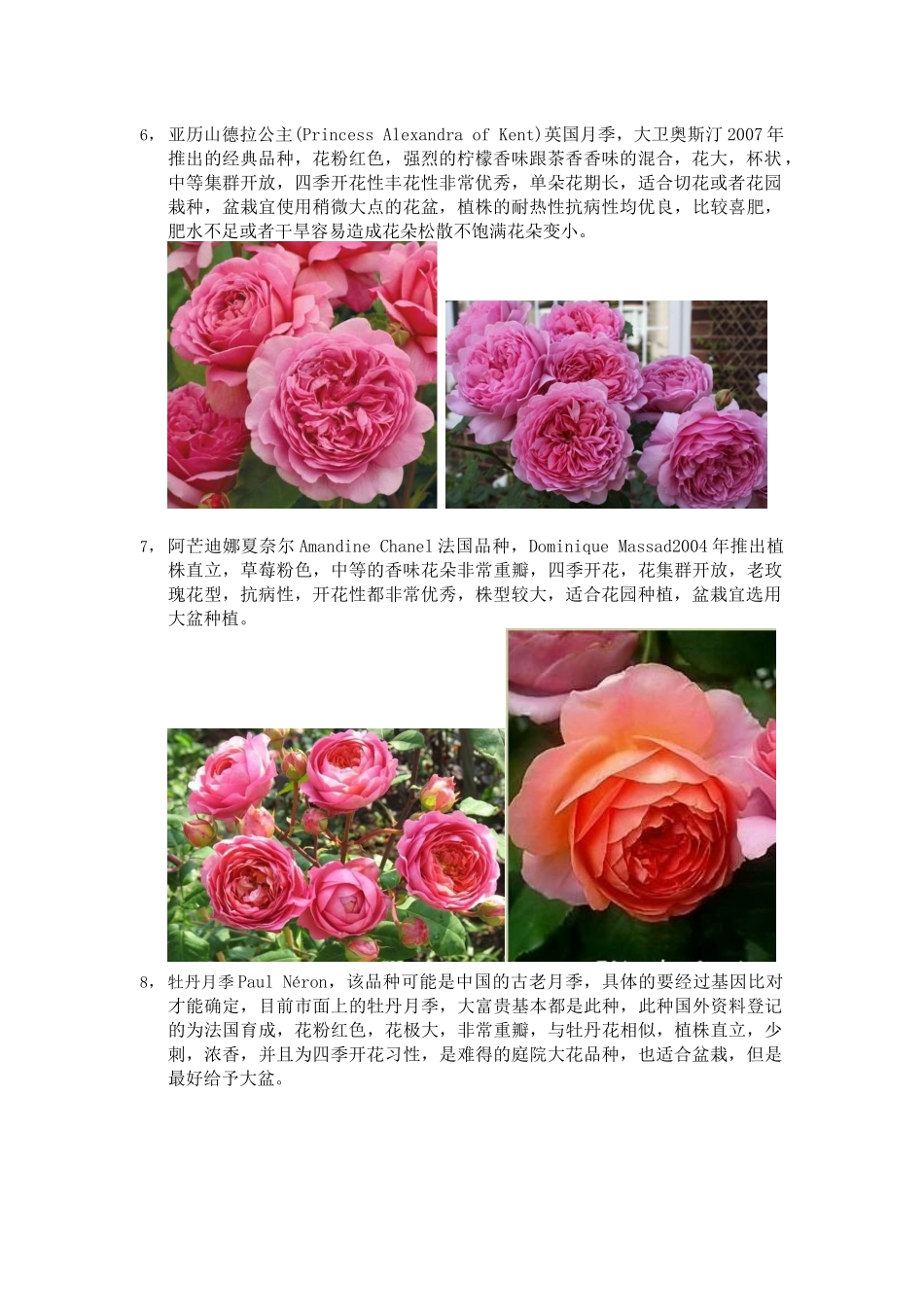 XXXX年月季品种整理_第3页