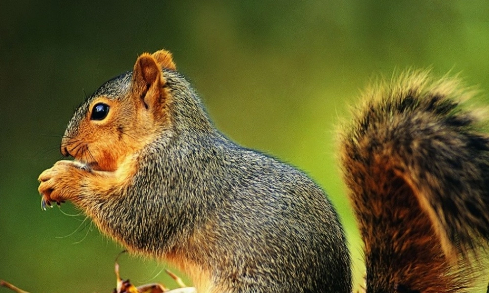 《松鼠》新课件