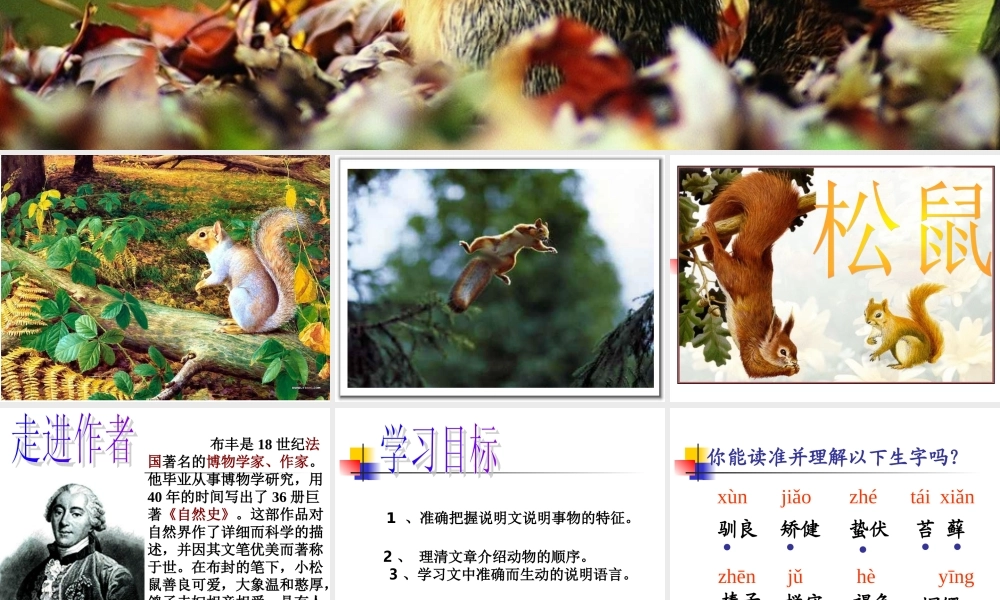《松鼠》新课件