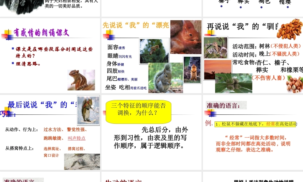 《松鼠》新课件