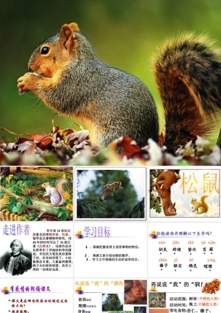 《松鼠》新课件