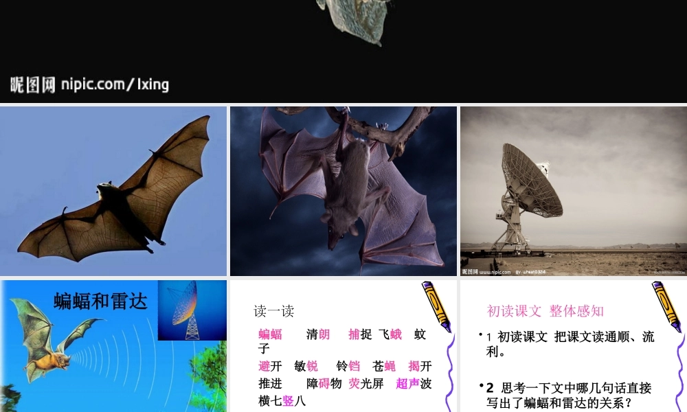 新建蝙蝠与雷达课件