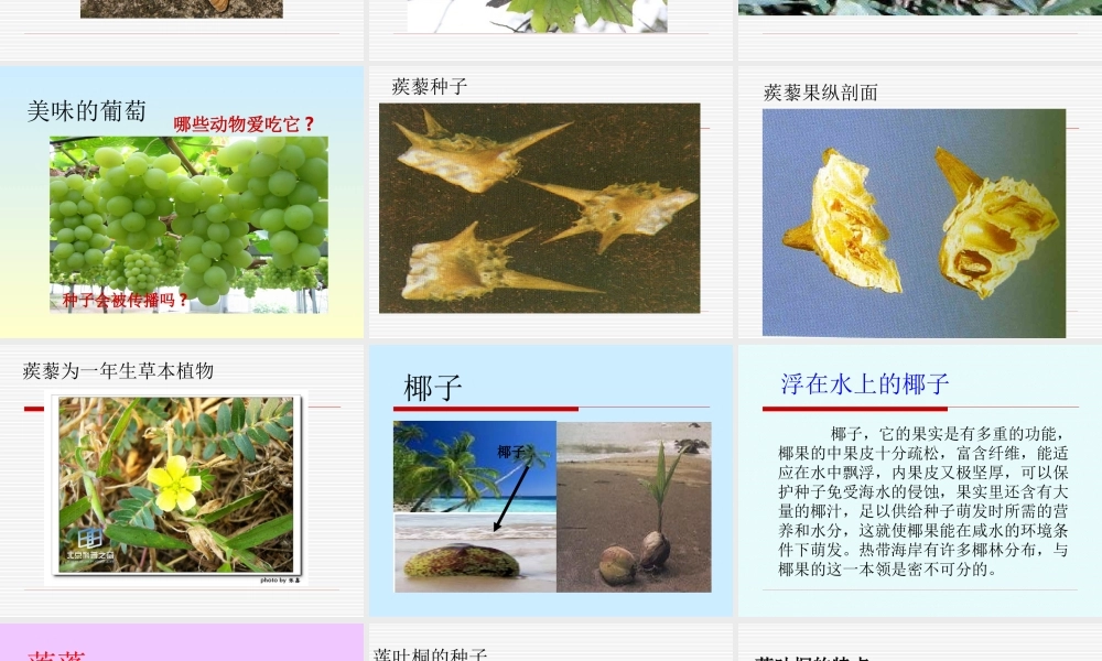 五年级科学上册火山与地震的课件