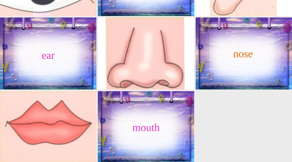 英语课件人体器官