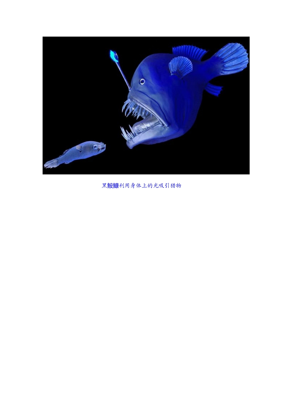 柏林深海奇异生物展无法合上嘴的蝰蛇鱼_第3页