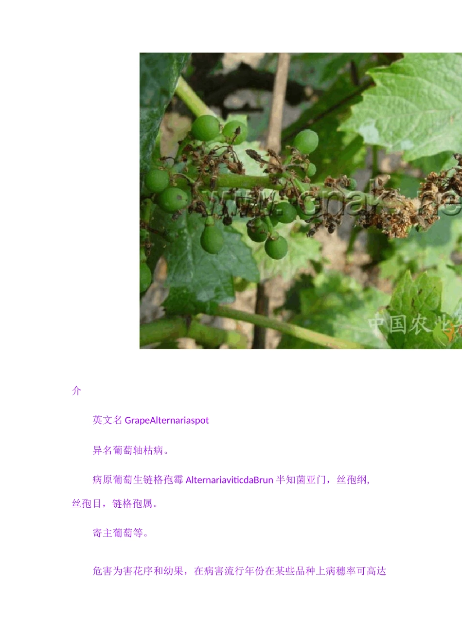 葡萄树病害大全_第3页