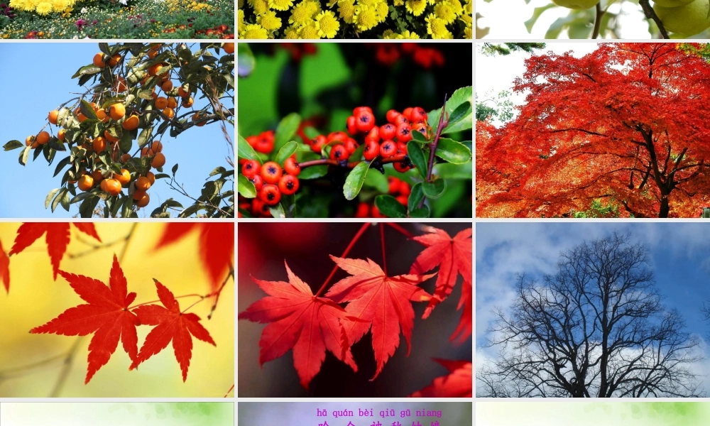 秋姑娘的信__课件