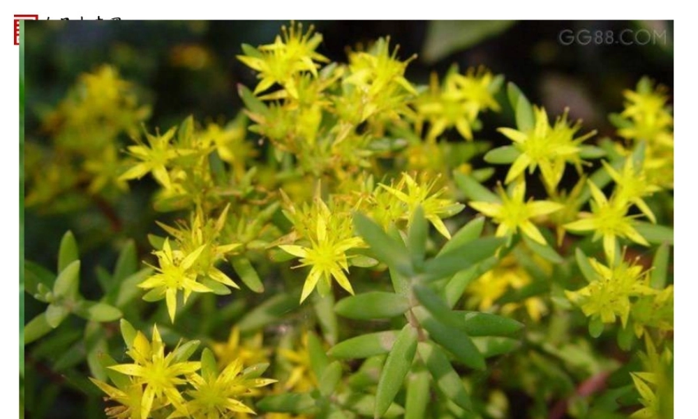 【精品课件二】第一节藻类、苔藓和蕨类植物N