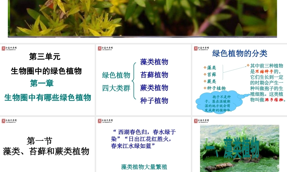 【精品课件二】第一节藻类、苔藓和蕨类植物N