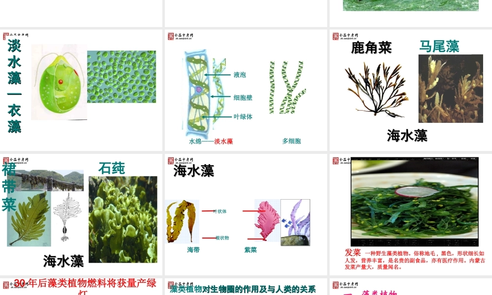 【精品课件二】第一节藻类、苔藓和蕨类植物N
